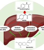 Preventive and Therapeutic Effects of Epicatechin on Acetaminophen-Induced Liver Injury in Mice