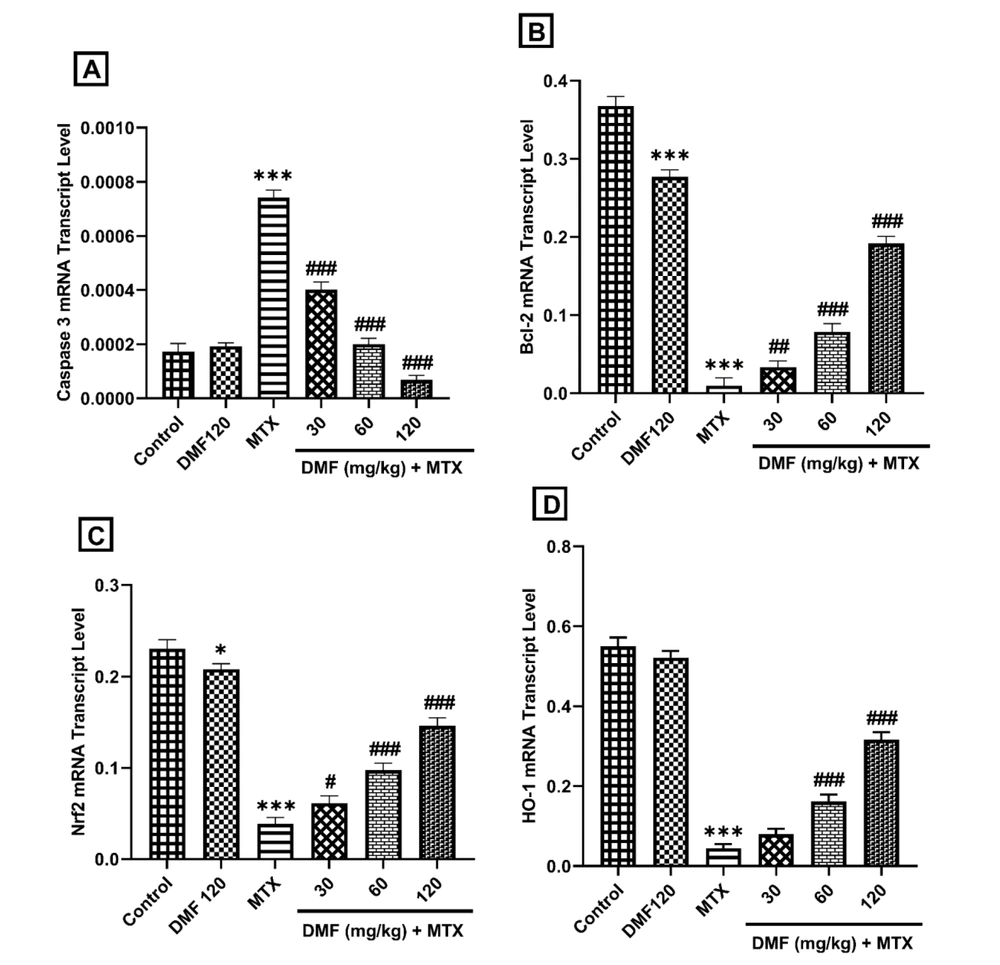 The effect of DMF (dimethyl fumarate) on gene expression of proapoptotic (caspase 3), antiapoptotic B-cell lymphoma 2 (Bcl-2), nuclear factor erythroid 2-related factor 2 (Nrf2), and heme oxygenase 1 (HO-l) in the liver of MTX (methotrexate)-injured mice. ***P < 0.001: Significant with the control group. #P < 0.05, ##P < 0.01, ###P < 0.001: Significant with the MTX group The effect of DMF (dimethyl fumarate) on gene expression of proapoptotic (caspase 3), antiapoptotic B-cell lymphoma 2 (Bcl-2), nuclear factor erythroid 2-related factor 2 (Nrf2), and heme oxygenase 1 (HO-l) in the liver of MTX (methotrexate)-injured mice. ***P < 0.001: Significant with the control group. #P < 0.05, ##P < 0.01, ###P < 0.001: Significant with the MTX group
