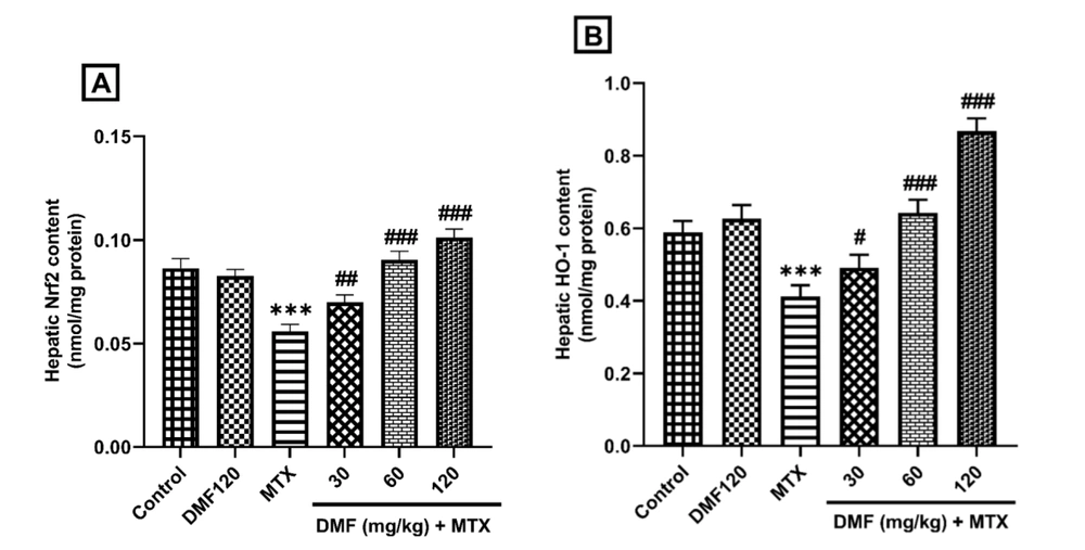 DMF (dimethyl fumarate) effects on the expression of hepatic Nrf2 and HO-1 proteins in MTX (methotrexate)-injured mice. ***P < 0.001: Significant with the control group. #P < 0.05, ##P < 0.01, ###P < 0.001: Significant with the MTX group DMF (dimethyl fumarate) effects on the expression of hepatic Nrf2 and HO-1 proteins in MTX (methotrexate)-injured mice. ***P < 0.001: Significant with the control group. #P < 0.05, ##P < 0.01, ###P < 0.001: Significant with the MTX group