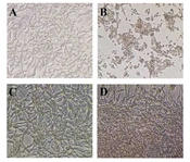 Cover image of the article: Phoenix dactylifera L. Pollen and Fluvoxamine Maleate Protect PC12 Cells Against H2O2-Induced Oxidative Stress by Involvement of Nrf2 and SIGMAR1 Gene Expression
