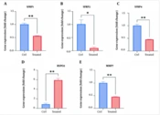 Modulating the Wnt Signaling Pathway in Wound Healing: The Potential of L-Carnosine, Zinc Sulfate, and B-Complex Vitamins Cocktail