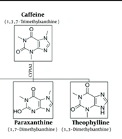 The Role of Nitric Oxide in the Proconvulsant Effect of Paraxanthine During the Intravenous Pentylenetetrazole Seizure Threshold Test in Mice
