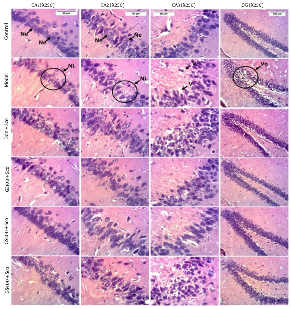 Effect of hydroethanolic GS leaves extract on scopolamine (Sco)-induced hippocampus histological changes. Coronal sections - hematoxylin and eosin - magnification 250X. CA1 = Cornu ammonis 1, CA2 = Cornu ammonis 2, CA3 = Cornu ammonis 3, DG = Dentate gyrus. Ne = Neuron, NL = Neuronal Loss, V = Vacuole, Vn = Vacuolated neuron. Sco = Scopolamine 1 mg/kg, Don = donepezil 2 mg/kg, GS = concentration of Guiera senegalensis leaves extract in mg/kg Effect of hydroethanolic GS leaves extract on scopolamine (Sco)-induced hippocampus histological changes. Coronal sections - hematoxylin and eosin - magnification 250X. CA1 = Cornu ammonis 1, CA2 = Cornu ammonis 2, CA3 = Cornu ammonis 3, DG = Dentate gyrus. Ne = Neuron, NL = Neuronal Loss, V = Vacuole, Vn = Vacuolated neuron. Sco = Scopolamine 1 mg/kg, Don = donepezil 2 mg/kg, GS = concentration of Guiera senegalensis leaves extract in mg/kg