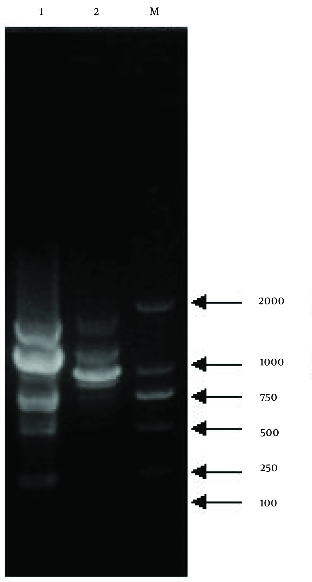 The genetic change between TR21 and NU204 with primer S75. 1, TR21; 2, NU204; M, marker. The genetic change between TR21 and NU204 with primer S75. 1, TR21; 2, NU204; M, marker.
