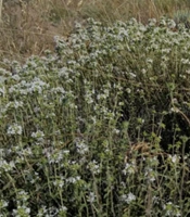 Investigation of the Anticholinesterase and Antioxidant Activity of Several Iranian Thymus caramanicus Populations