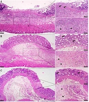Cover image of the article: Evaluating the Protective Effect of Rutin Nanoformulation in a Rat Model of Acetic Acid-Induced Ulcerative Colitis