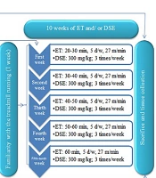 The Effect of Endurance Training and Dill Seed Extract on Insulin Sensitivity and Nicotinamide N-methyltransferase Levels in the Liver and Adipose Tissue of Obese Rats
