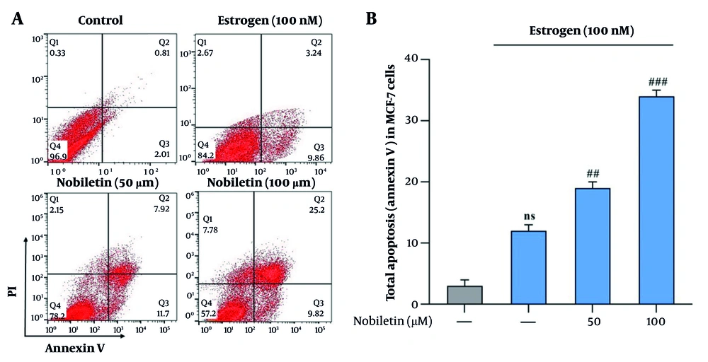 Effects of nobiletin (NOB) on apoptosis in MCF-7 cells measured by flow cytometry –treatment with 100 µM of NOB significantly increased the percentage of apoptotic cells in MCF-7 cells, as determined by flow cytometry (A and B). Statistical significance is indicated as follows: ## P < 0.01 and ### P < 0.001 compared to the Estrogen<sup>+</sup> (E+) group; ns denotes "not significant". These results demonstrate that NOB effectively induces apoptosis in MCF-7 cells, with a more pronounced effect compared to estrogen treatment alone. Effects of nobiletin (NOB) on apoptosis in MCF-7 cells measured by flow cytometry –treatment with 100 µM of NOB significantly increased the percentage of apoptotic cells in MCF-7 cells, as determined by flow cytometry (A and B). Statistical significance is indicated as follows: ## P < 0.01 and ### P < 0.001 compared to the Estrogen<sup>+</sup> (E+) group; ns denotes "not significant". These results demonstrate that NOB effectively induces apoptosis in MCF-7 cells, with a more pronounced effect compared to estrogen treatment alone.