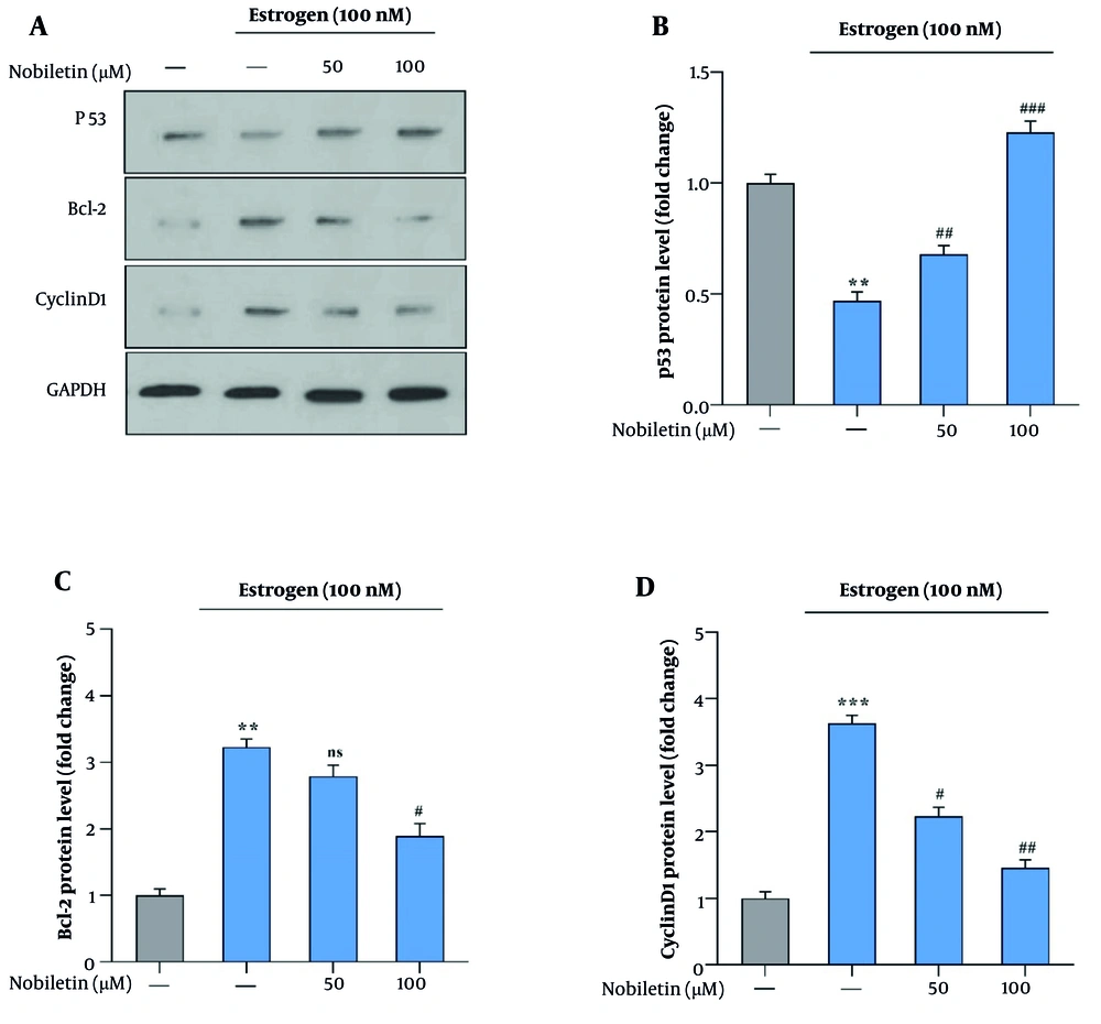 A, Effects of nobiletin (NOB) on Protein Levels of p53, Bcl-2, and Cyclin D1 in MCF-7 cells measured by Western blot; B, treatment with 100 µM of NOB significantly increased the protein levels of p53; and C and D, decreased the levels of Bcl-2 and Cyclin D1 in MCF-7 cells. Statistical significance is indicated as follows: ** P < 0.01 and *** P < 0.001 compared to the untreated control; # P < 0.05, ## P < 0.01, and ### P < 0.001 compared to the Estrogen<sup>+</sup> group. ns denotes "not significant." These findings highlight that NOB modulates key apoptotic and cell cycle proteins, promoting apoptosis and disrupting cell cycle regulation in MCF-7 cells. A, Effects of nobiletin (NOB) on Protein Levels of p53, Bcl-2, and Cyclin D1 in MCF-7 cells measured by Western blot; B, treatment with 100 µM of NOB significantly increased the protein levels of p53; and C and D, decreased the levels of Bcl-2 and Cyclin D1 in MCF-7 cells. Statistical significance is indicated as follows: ** P < 0.01 and *** P < 0.001 compared to the untreated control; # P < 0.05, ## P < 0.01, and ### P < 0.001 compared to the Estrogen<sup>+</sup> group. ns denotes "not significant." These findings highlight that NOB modulates key apoptotic and cell cycle proteins, promoting apoptosis and disrupting cell cycle regulation in MCF-7 cells.