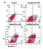 Nobiletin Significantly Enhances Apoptosis in MCF-7 Breast Cancer Cells: A Natural Compound with Potential to Prevent Cancer Progression