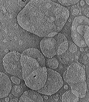 Synthesis and Characterization of Nanostructured Lipid Carriers Containing Pomegranate Essential Oil and Grape Seed Oil Using Hot Homogenization and Ultrasound