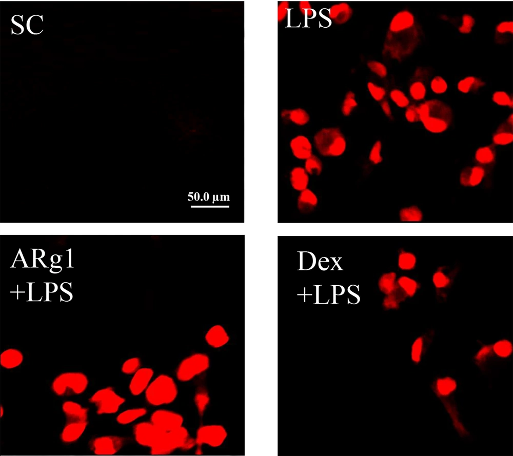 Compound 3 (ARg1) inhibited reactive oxygen species (ROS) induced by lipopolysaccharide (LPS) in cells. The cells were treated with LPS (1 µg/mL) for 30 minutes after being pretreated with ARg1 or dexamethasone (Dex; 1 µg/mL) for 45 minutes. SC, 10% dimethyl sulfoxide (DMSO). Compound 3 (ARg1) inhibited reactive oxygen species (ROS) induced by lipopolysaccharide (LPS) in cells. The cells were treated with LPS (1 µg/mL) for 30 minutes after being pretreated with ARg1 or dexamethasone (Dex; 1 µg/mL) for 45 minutes. SC, 10% dimethyl sulfoxide (DMSO).