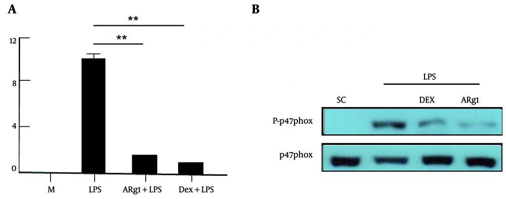 Compound 3 (ARg1) has inhibited the activity of nicotinamide adenine dinucleotide phosphate (NADPH) oxidase induced by lipopolysaccharide (LPS) in cells. The cells were treated with LPS (1 µg/mL) for 30 minutes (A), for 15 minutes (B) after the cells were incubated with ARg1 for 45 minutes. The cells were lysed with a cold lysis solution and each well loaded with 50 μg protein. The phosphorylation of p47phox was analyzed by immunoblotting results (B). Three independent experiments were shown as mean ± standard deviation (SD). M, medium; SC, 10% dimethyl sulfoxide (DMSO); Dex, dexamethasone. ** P < 0.01 is a significant difference. Compound 3 (ARg1) has inhibited the activity of nicotinamide adenine dinucleotide phosphate (NADPH) oxidase induced by lipopolysaccharide (LPS) in cells. The cells were treated with LPS (1 µg/mL) for 30 minutes (A), for 15 minutes (B) after the cells were incubated with ARg1 for 45 minutes. The cells were lysed with a cold lysis solution and each well loaded with 50 μg protein. The phosphorylation of p47phox was analyzed by immunoblotting results (B). Three independent experiments were shown as mean ± standard deviation (SD). M, medium; SC, 10% dimethyl sulfoxide (DMSO); Dex, dexamethasone. ** P < 0.01 is a significant difference.