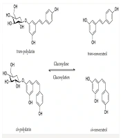 Polydatin Relieves Nociceptive Pain: Possible Role of L-arginine/NO/cGMP/KATP Channel Signaling Pathway in Mice