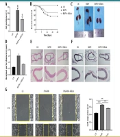 Allicin Alleviates Aortic Dissection Progression via p38/MAPK/NF-κB Signaling Pathways