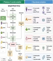 Species-Specific Ceramide Modulation by Natural Compounds in Metabolic Syndrome and Cardiovascular Disease: Mechanistic and Emerging Lipidomic Insights