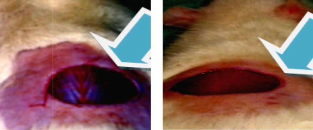 The Excision Wound Model A, Day 0 (Control); B, Day 0 (Treated).