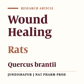 Wound Healing Effects of Persian Oak (Quercus brantii) Ointment in Rats