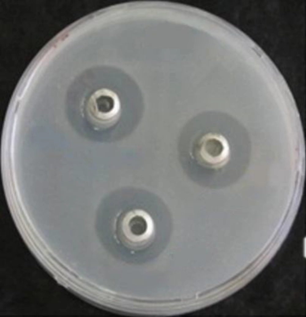 Supernatant culture broth of the isolated endophytes showed antimicrobial activity against <i>S. aureus</i>. Supernatant culture broth of the isolated endophytes showed antimicrobial activity against <i>S. aureus</i>.