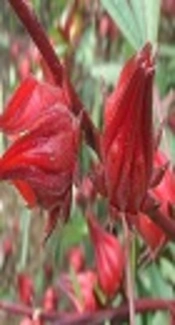 Comparison of Hibiscus sabdariffa L. Extract and Enalapril with Regard to Their Effect on Lung Fibrosis in a Bleomycin-induced Rat Model of Lung Fibrosis