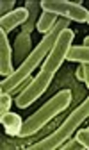 The Mutations of Topoisomerase Genes and Their Effect on Resistance to Fluoroquinolones in Extended-Spectrum β-Lactamase-Producing Escherichia coli