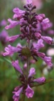 Total Phenolic and Flavonoid Contents, Antioxidant and Antimicrobial Activity of <i>Nepeta binaludensis</i> Jamzad Extracts