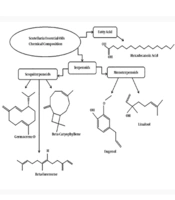 Chemical Compositions and Biological Activities of Scutellaria Genus Essential Oils (Lamiaceae)