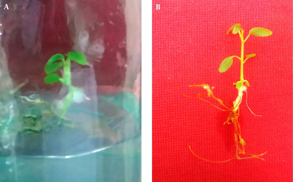 In Vitro Seed Germination of <i>Ficus religiosa</i> L. After (A) 14 and (B) 30 Days In Vitro Seed Germination of <i>Ficus religiosa</i> L. After (A) 14 and (B) 30 Days