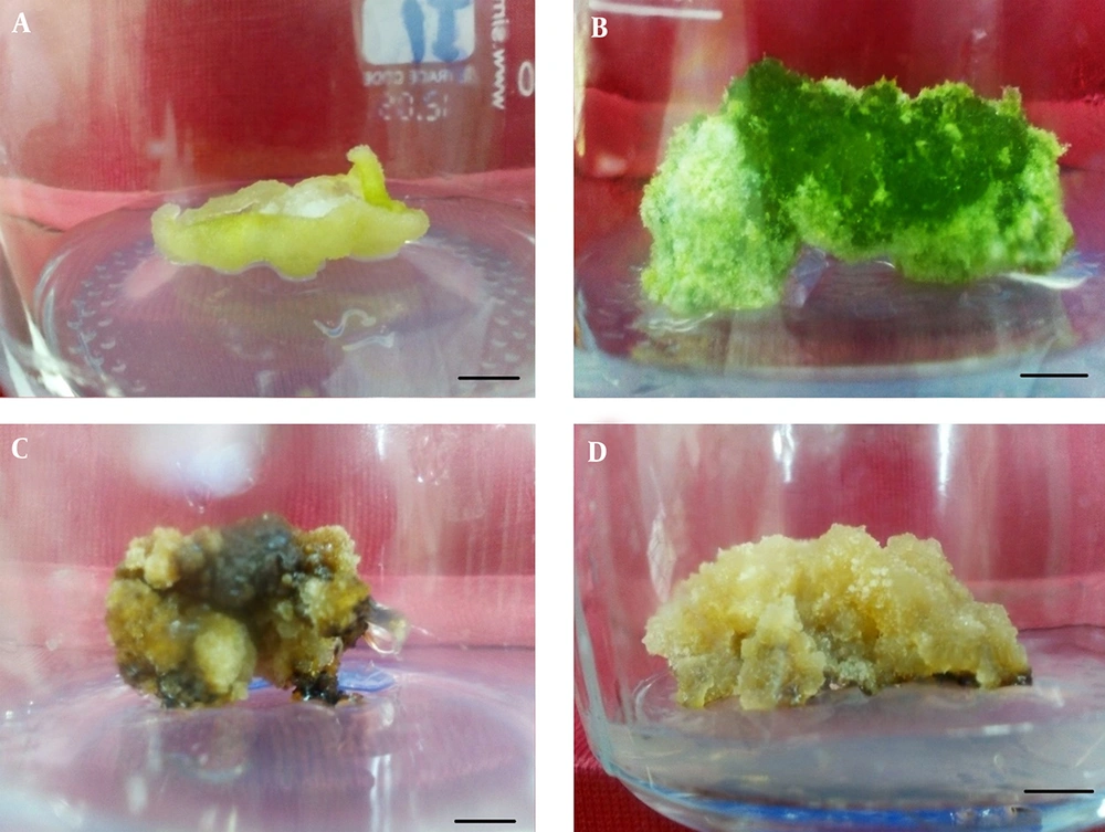 Callus formation from seedling derived leaf, petiole, internode and root segments of <i>Ficus religiosa</i> L. A, Yellowish and compact callus induction on MS + 1.5 mg/L NAA + 0.15 mg/L BAP derived from root segments; B, Greenish and compact callus induction on MS + 1.5 mg/L IBA + 0.15 mg/l BAP derived from leaf segments; C, Yellow-brownish and friable callus induction on MS + 0.5 mg/L 2,4-D + 0.05 mg/L BAP derived from internode segments; D, Yellowish and compact callus induction on MS + 1.5 mg/L NAA + 0.15 mg/L BAP derived from leaf segments, bar = 0.5 cm.