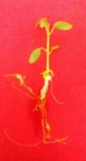 Establishment of a Protocol for in vitro Seed Germination and Callus Formation of Ficus religiosa L., an Important Medicinal Plant