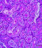 Zataria multiflora Alleviates Cisplatin-Induced Oxidative Stress, Apoptosis, and Nephrotoxicity in Mice