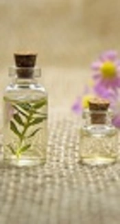 Antifungal and Insecticidal Activities of Essential Oils of Four Mentha Species