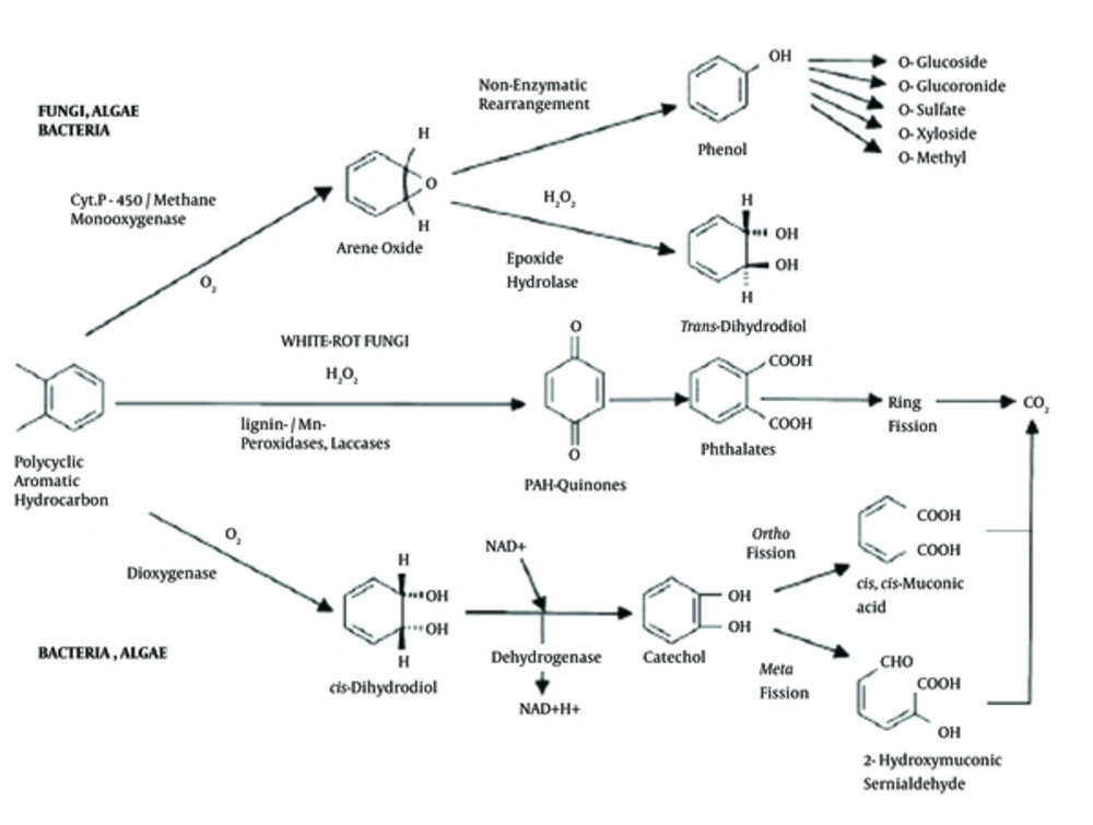 Molecular Degradation Pathway of PAHs by Dioxygenase (Encoded by <i>nahH</i> Gene) Molecular Degradation Pathway of PAHs by Dioxygenase (Encoded by <i>nahH</i> Gene)