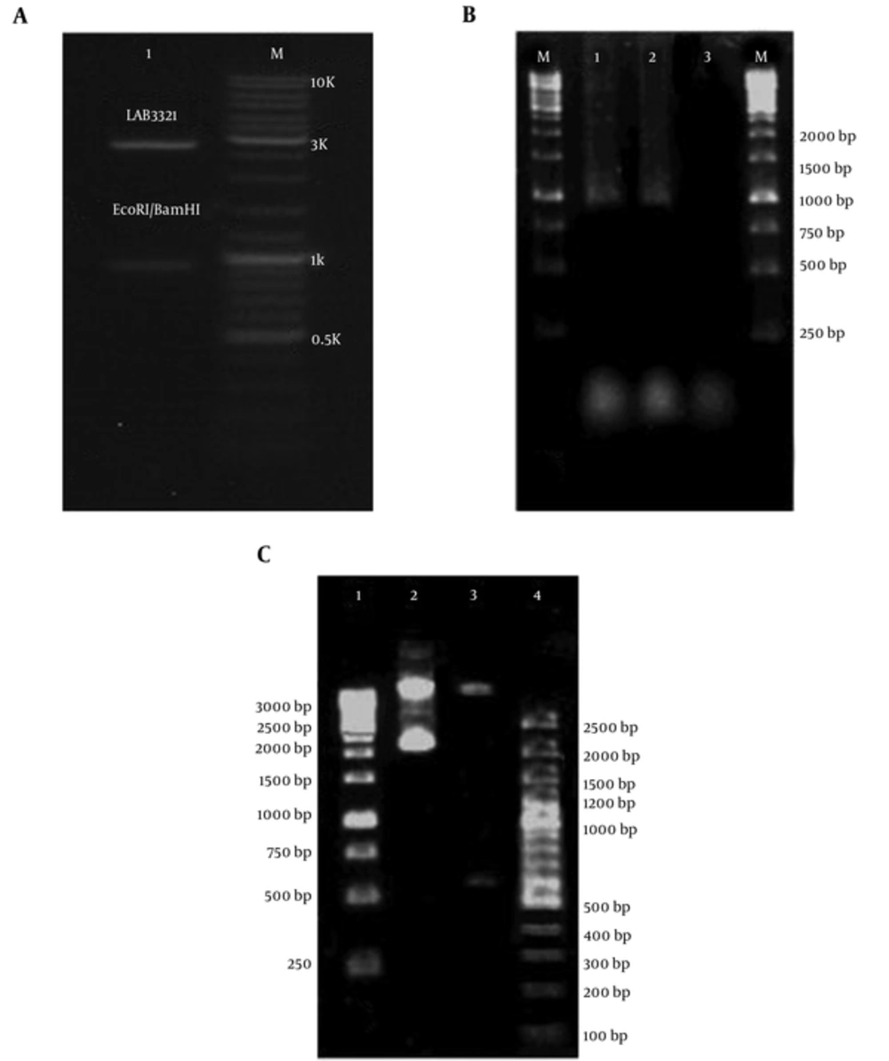 A, Digestion of pUC18-<i>nahH</i> Recombinant Vector Using Restriction Enzymes for Cloning Confirmation (Lane M is 100 bp Molecular Weight Markers (Fermentas, Germany), and Lane 1 is Digested pUC18-nahH Recombinant Vector (2686 and 924 bp Fragments) by <i>BamHI</i> and <i>EcoRI</i> Restriction Enzymes, Respectively); B, Amplified <i>nahH</i> Gene on Isolated Recombinant pUC18 Vector from Engineered <i>E. coli</i> (Lane M is 1 kb Molecular Ladder (Fermentas, Germany), Lanes 1 and 2 are Amplified <i>nahH</i> gene (924 bp), and Line 3 is Negative Control (without DNA), Respectively); C, Digestion of recombinant pUC18 Plasmid Contain <i>nahH</i> Gene by <i>HindIII</i> Restriction Enzyme for Confirmation of Transformation (Lane 1 and 4 are 1 kb and 100 bp Molecular Weight Markers (both Fermentas, Germany), Respectively, Lane 2 is Undigested Recombinant Vector (3610 bp), lane 3 is Digested Recombinant Vector (3004 and 606 bp Fragments), Respectively) A, Digestion of pUC18-<i>nahH</i> Recombinant Vector Using Restriction Enzymes for Cloning Confirmation (Lane M is 100 bp Molecular Weight Markers (Fermentas, Germany), and Lane 1 is Digested pUC18-nahH Recombinant Vector (2686 and 924 bp Fragments) by <i>BamHI</i> and <i>EcoRI</i> Restriction Enzymes, Respectively); B, Amplified <i>nahH</i> Gene on Isolated Recombinant pUC18 Vector from Engineered <i>E. coli</i> (Lane M is 1 kb Molecular Ladder (Fermentas, Germany), Lanes 1 and 2 are Amplified <i>nahH</i> gene (924 bp), and Line 3 is Negative Control (without DNA), Respectively); C, Digestion of recombinant pUC18 Plasmid Contain <i>nahH</i> Gene by <i>HindIII</i> Restriction Enzyme for Confirmation of Transformation (Lane 1 and 4 are 1 kb and 100 bp Molecular Weight Markers (both Fermentas, Germany), Respectively, Lane 2 is Undigested Recombinant Vector (3610 bp), lane 3 is Digested Recombinant Vector (3004 and 606 bp Fragments), Respectively)