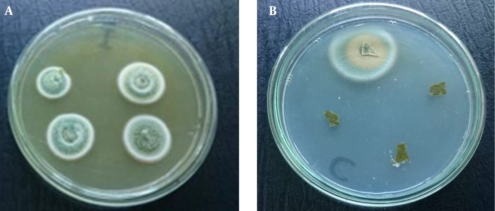 A, endophytes isolated from <i>Capparis spinosa</i> bark; B, endophytes isolated from <i>Capparis spinosa</i> leaves. A, endophytes isolated from <i>Capparis spinosa</i> bark; B, endophytes isolated from <i>Capparis spinosa</i> leaves.