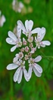 The Protective Effects of Hydro-Alcoholic Extract of Coriandrum sativum in Rats with Experimental Iron-Overload Condition