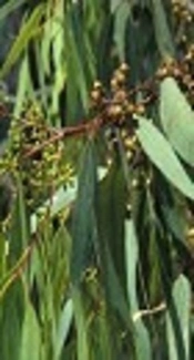 Evaluation of Antimicrobial Activity of Eucalyptus camaldulensis Essential Oil Against the Growth of Drug-Resistant Bacteria