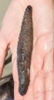 Identification and Quantification of Phthalate Pollution in Holothuria atra: A Sea Cucumber from the Persian Gulf (Iran)