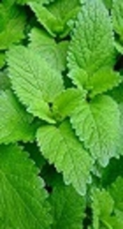 Ethnobotanical Survey: A Comprehensive Review of Medicinal Plants Used Against Gastrointestinal Disorders in Niger, West Africa