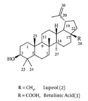 Cover image of the article: Cytotoxic Constituents and Molecular Docking Study of the Active Triterpenoids from Tripleurospermum disciforme (C. A. Mey.) Schultz-Bip