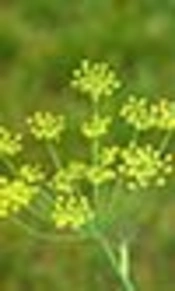 Cover image of the article: Evaluation of the Effects of Foeniculum vulgare Essence on Behavioral-Motor Disorders of Parkinson’s Disease induced by Reserpine in Ovariectomized and Non Ovariectomized Rats