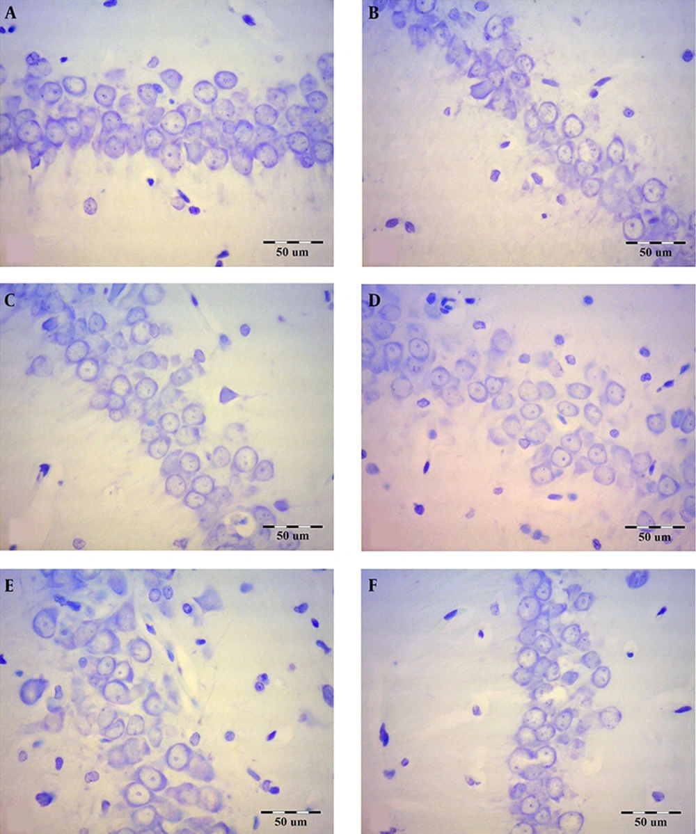 The effect of <i>Ginkgo biloba</i> extract on the hippocampal CA1 pyramidal neuron numbers in scopolamine-treated rats. The brain sections were stained with Cresyl violet for neurons. A: Control, B: Sham-scopolamine, C: Treatment group, treated with scopolamine and 40 mg/kg/day <i>Ginkgo biloba</i> extract, D: Treatment group, treated with scopolamine and 80 mg/kg/day <i>Ginkgo biloba</i> extract, E: Pretreatment group, treated with 40 mg/kg/day <i>Ginkgo biloba</i> extract and scopolamine, F: Pretreatment group, treated with 80 mg/kg/day <i>Ginkgo biloba</i> extract and scopolamine. The effect of <i>Ginkgo biloba</i> extract on the hippocampal CA1 pyramidal neuron numbers in scopolamine-treated rats. The brain sections were stained with Cresyl violet for neurons. A: Control, B: Sham-scopolamine, C: Treatment group, treated with scopolamine and 40 mg/kg/day <i>Ginkgo biloba</i> extract, D: Treatment group, treated with scopolamine and 80 mg/kg/day <i>Ginkgo biloba</i> extract, E: Pretreatment group, treated with 40 mg/kg/day <i>Ginkgo biloba</i> extract and scopolamine, F: Pretreatment group, treated with 80 mg/kg/day <i>Ginkgo biloba</i> extract and scopolamine.