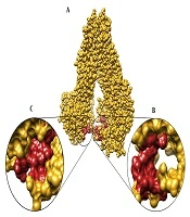 Cover image of the article: Homology Modeling and Molecular Docking of hABCC3/MRP3 with Chemotherapeutic Agents in Acute Leukemia