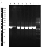 Expression, Purification, and Verification of Recombinant Botulinum Neurotoxin Type A Binding Domain: A Comparison Between X33 and PichiaPink Strains of Pichia pastoris