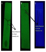 In Vitro Cholesterol Esterase Inhibitory Activity of Some Purified Phenolic Acids From Agaricus bisporus: An Investigation of Cardioprotective Properties