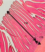 Effects of Garlic Powder and Satureja Khuzestanica Essential Oil on Male Ross 308 Chickens Performance, Blood Lipid Profile, Immune Responses, Intestinal Microflora, and Morphology