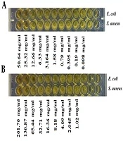 Extraction and Isolation of Antioxidant-Antibacterial Compounds From Lactobacillus casei Strain K1C by Thin-Layer Chromatography