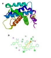 Evaluation of Molecular Docking and Cytotoxicity by Pycnocycla bashagardiana Fruit Essential Oil in Colon Cancer Cell Lines