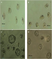 Protective Effect of Grape Seed Extract on Sperm DNA Integrity and Early Embryonic Development in Male Balb/c Mice Treated with Fluoxetine