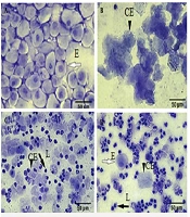 Studying the Effect of Rosemary Hydroalcoholic Extract in Improving Polycystic Ovary Syndrome Induced by Letrozole in Mice